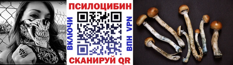 Псилоцибиновые грибы Psilocybine cubensis  Нальчик 